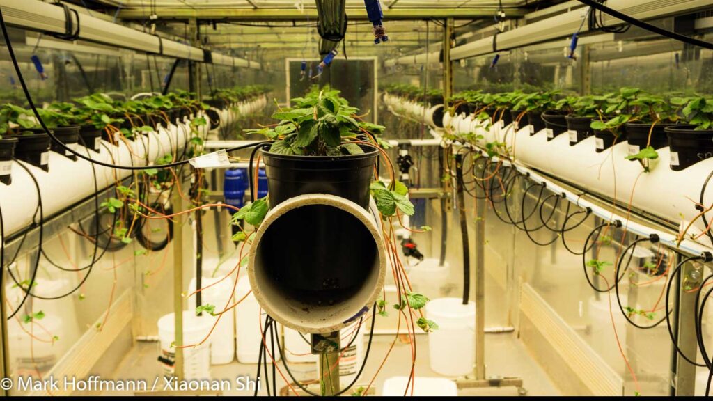 Strawberries hydroponics lab