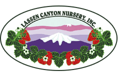 Lassen Canyon Nursery