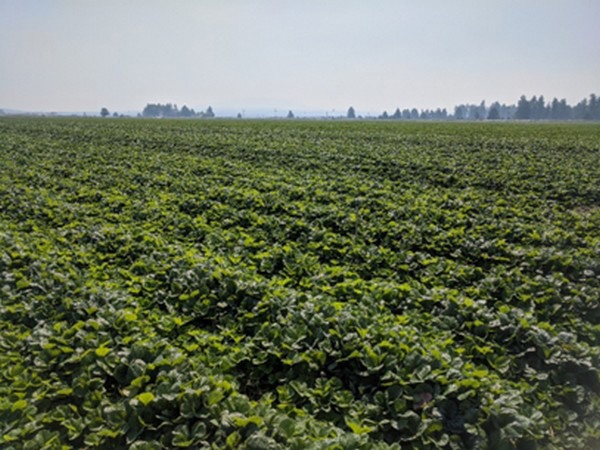 Figure 1: A strawberry propagation field in Macdoel (Northern California) in August 2021.