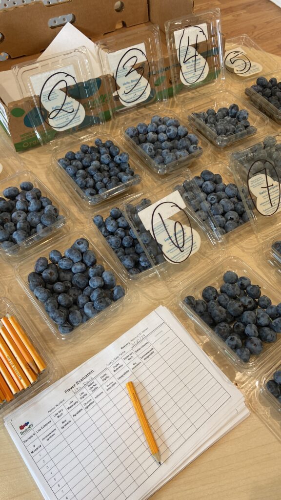 Rows of blueberries in open containers next to a sheet of paper that says "flavor evaluation"