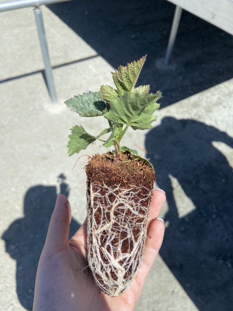 A strawberry plug plant