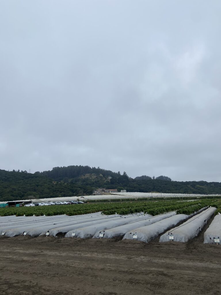 Rows of strawberry plants outdoors.