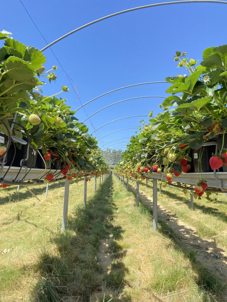 Table top strawberry system at Corralitos Nursery