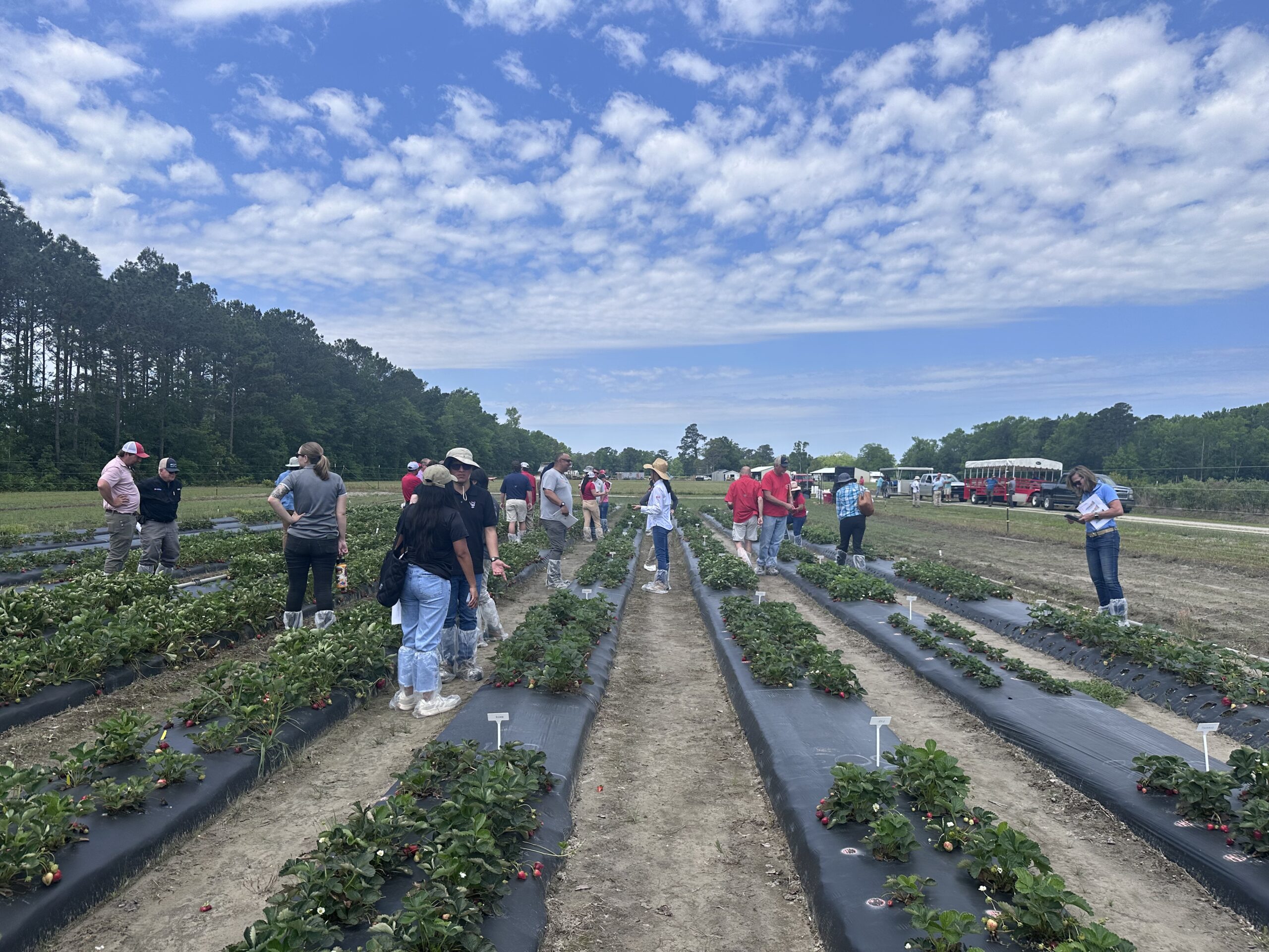 2025 Strawberry Field Day lecture field trials