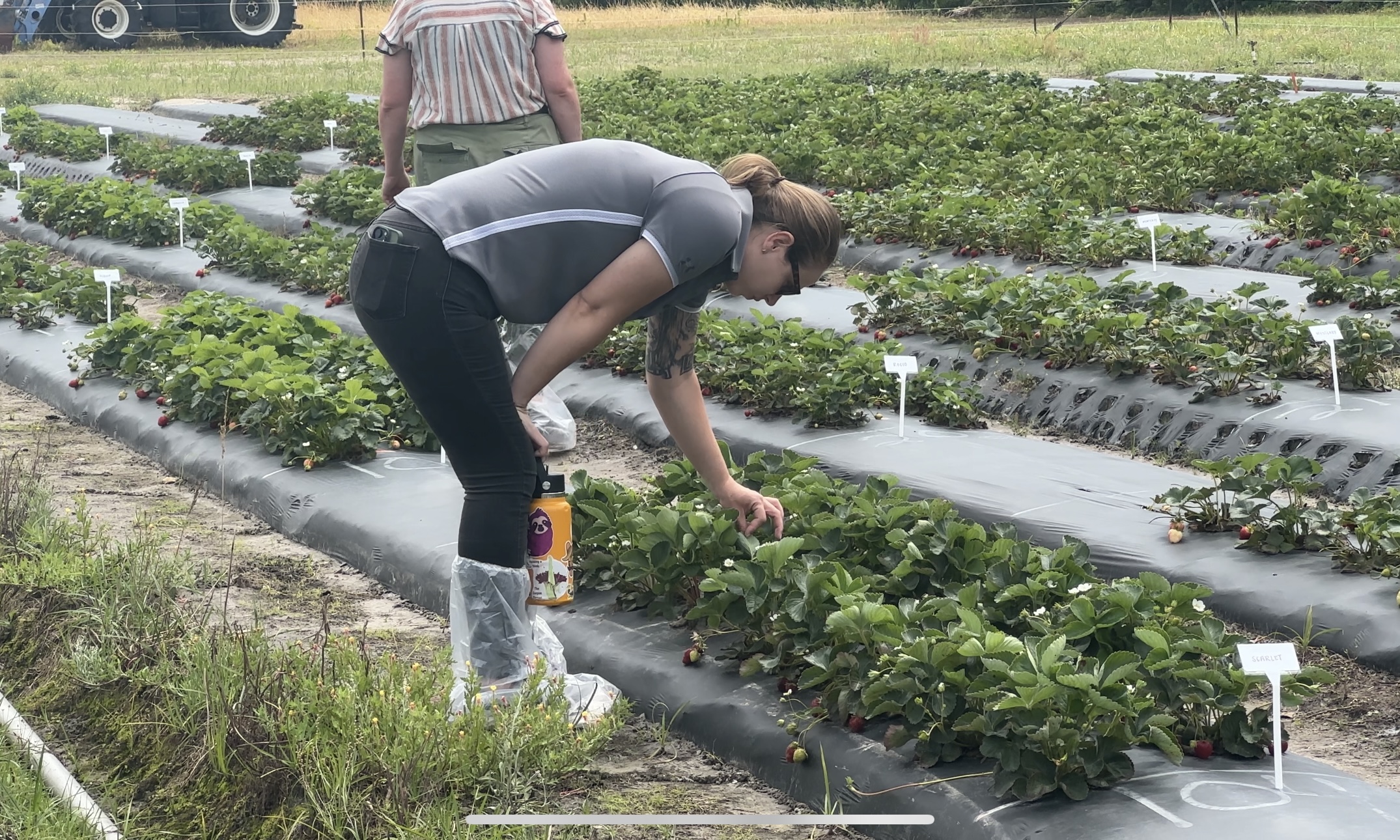 2025 Strawberry Field Day lecture physiology
