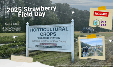 collage of photos from the 2025 field day, including text that says "2025 strawberry field day"