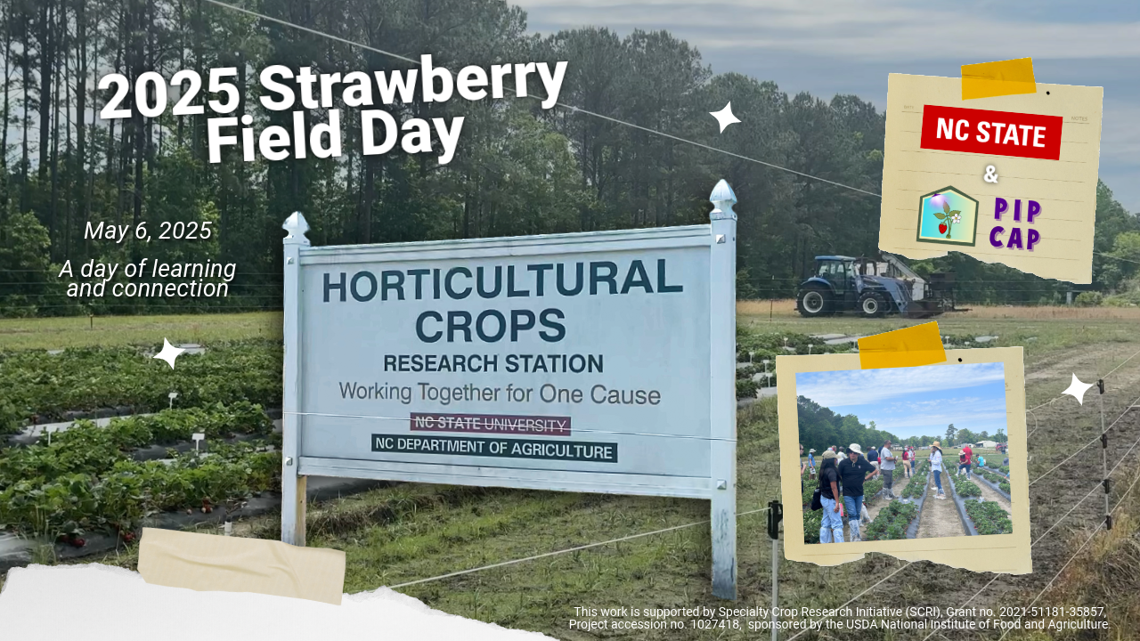 collage of photos from the 2025 field day, including text that says "2025 strawberry field day"